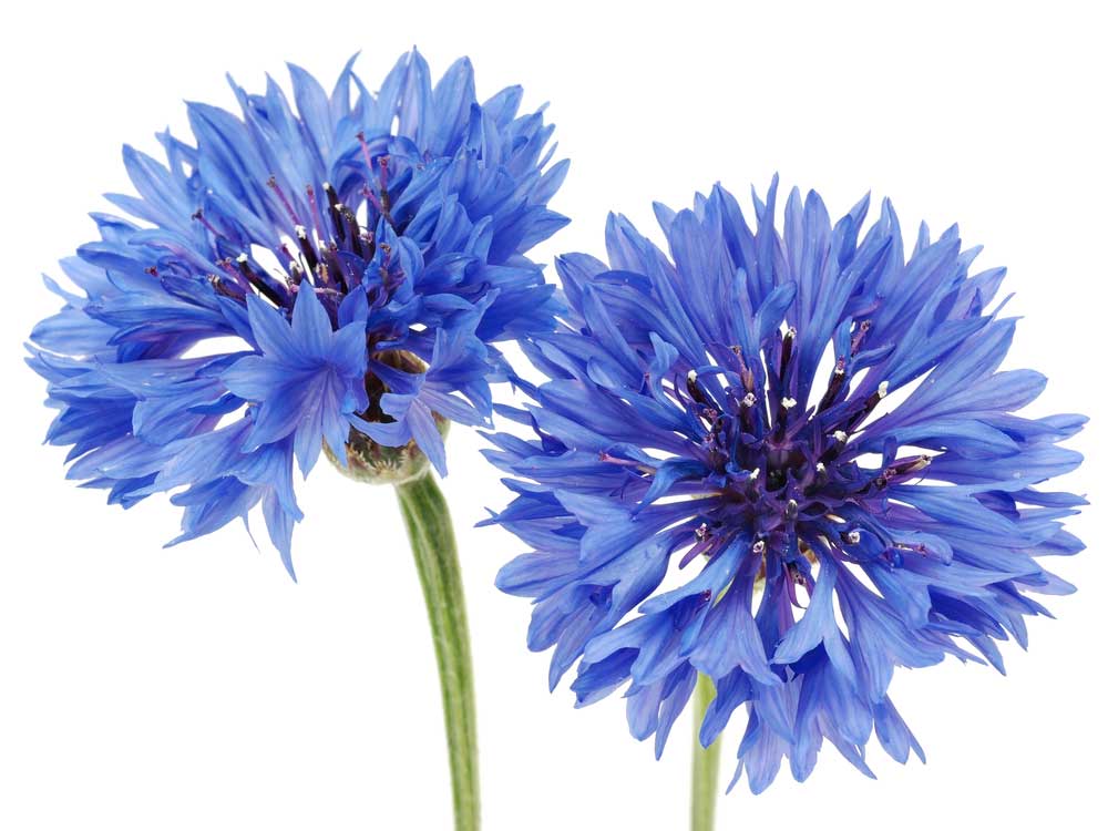 picture of cornflower