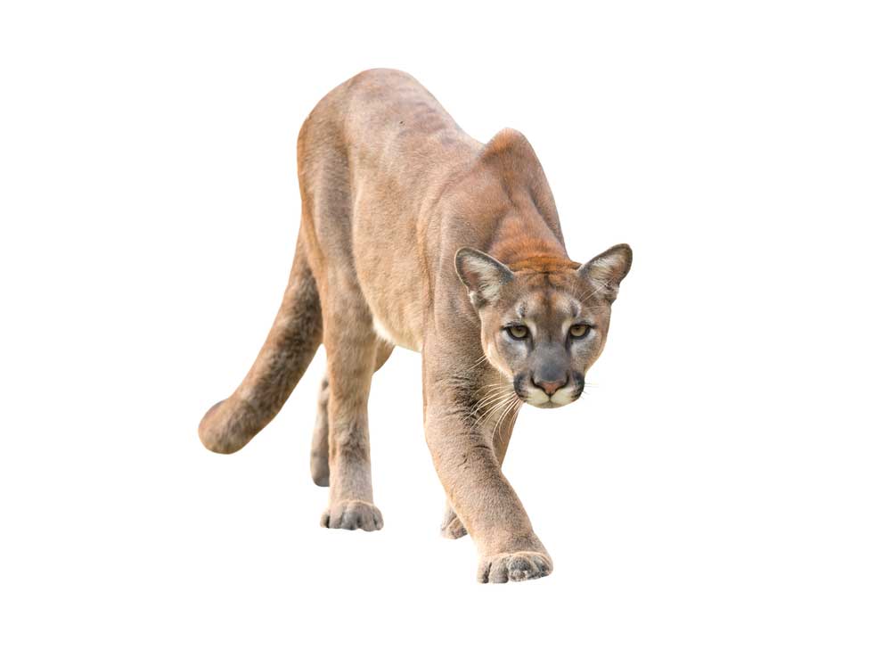 picture of cougar