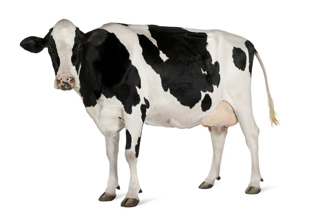 picture of cow