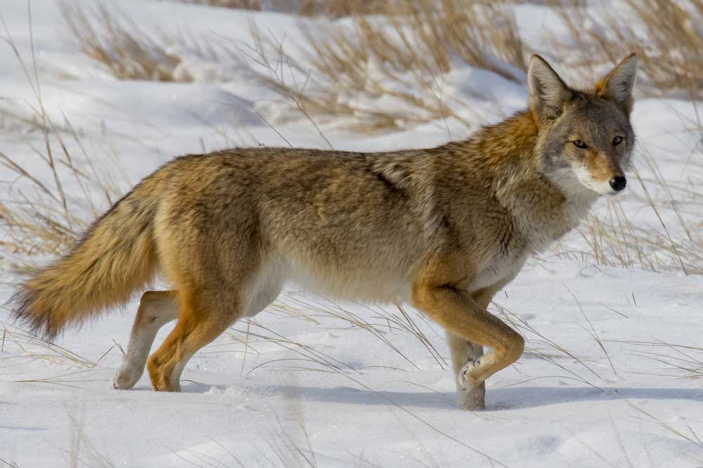 picture of coyote