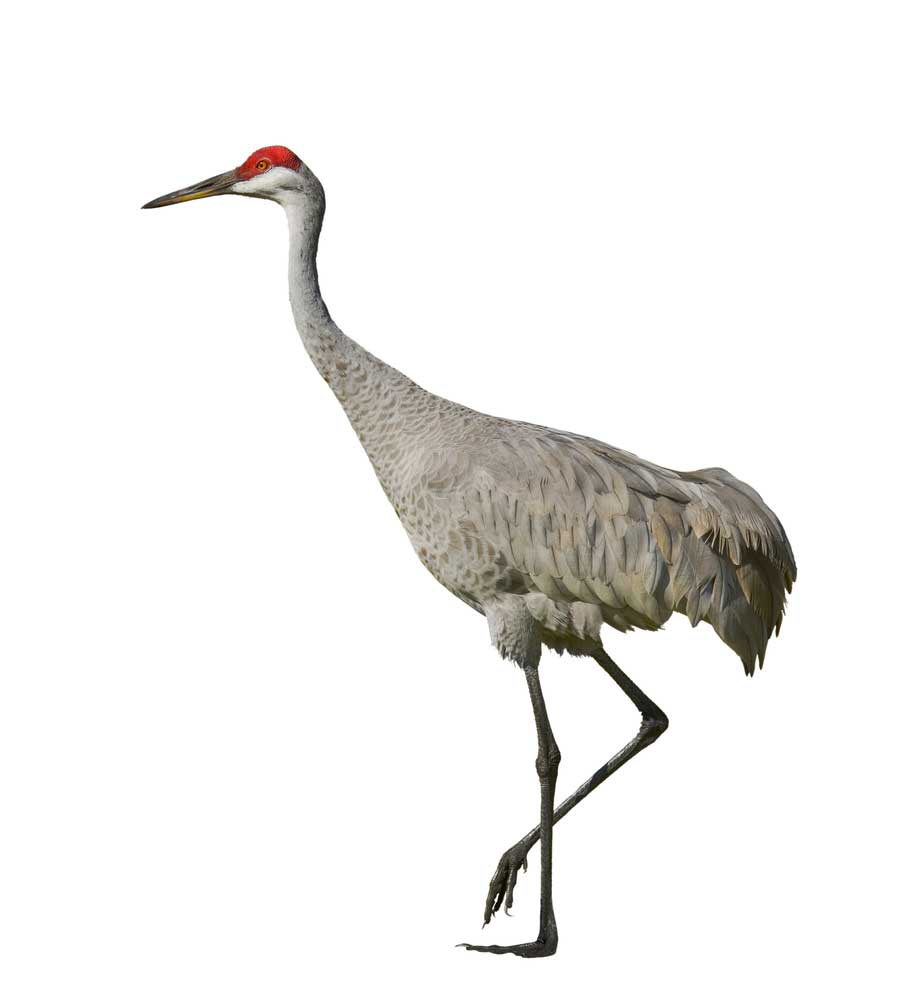 picture of crane