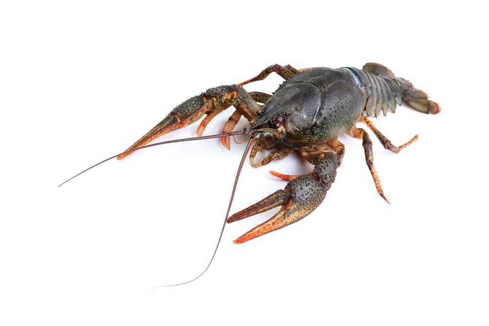 picture of crayfish