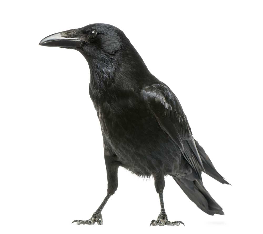 picture of Crow