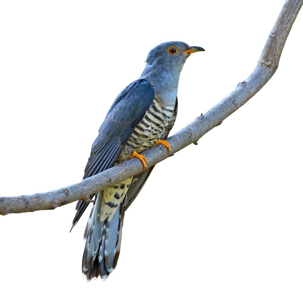 picture of cuckoo