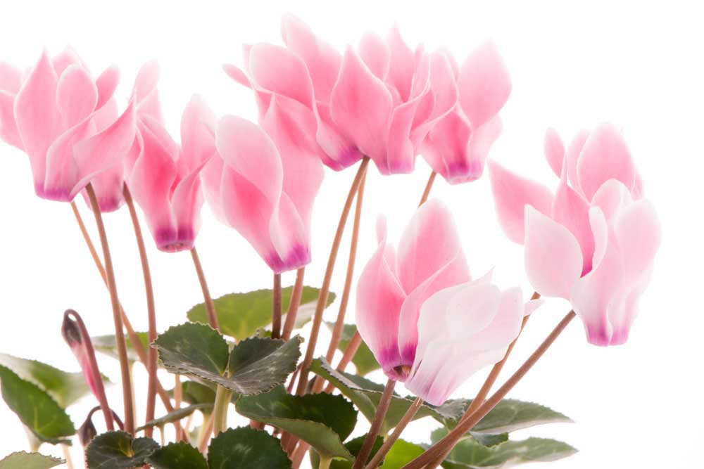 picture of cyclamen