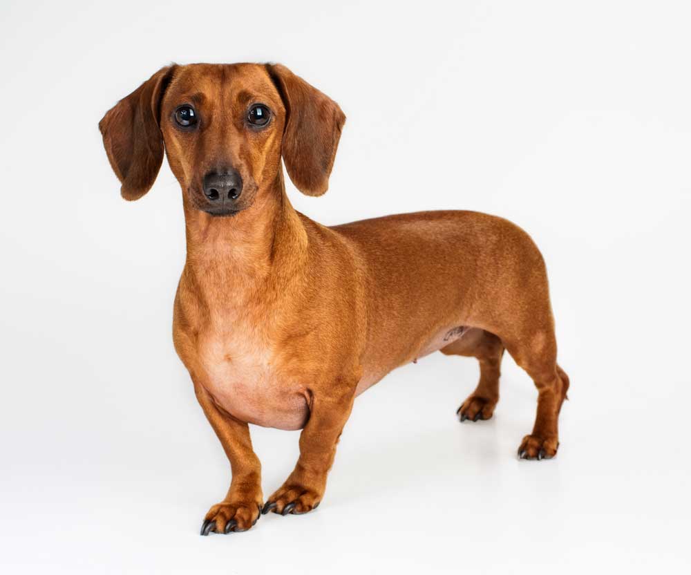 picture of dachshund