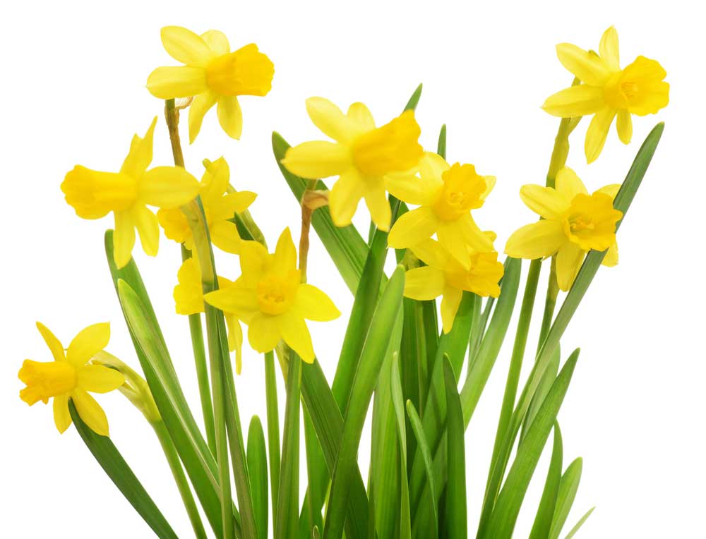 picture of daffodil