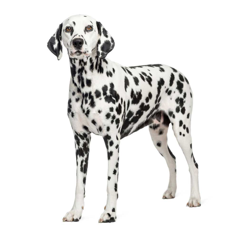 picture of Dalmatian