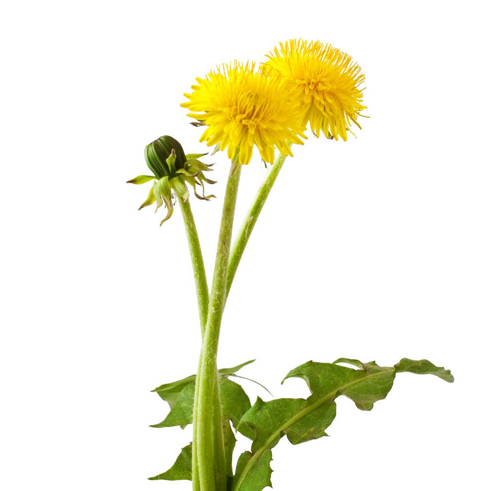 picture of dandelion