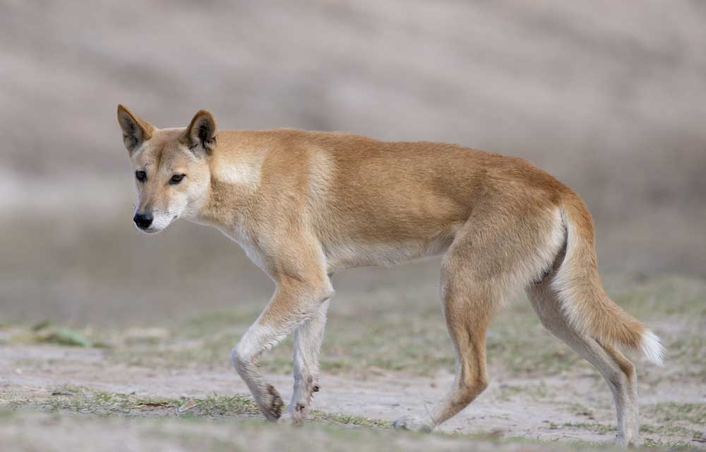 picture of dingo