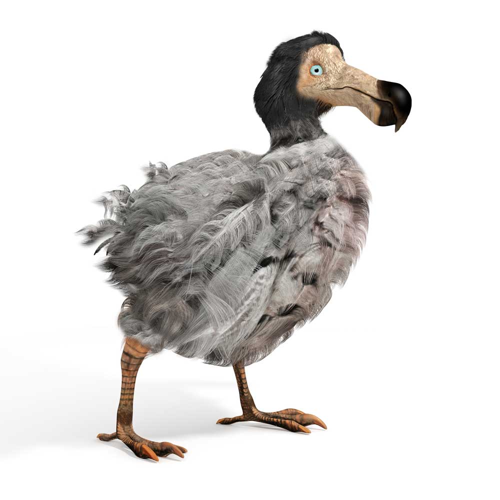 picture of dodo