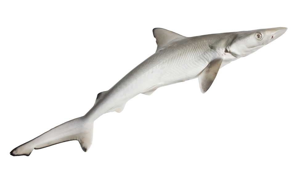 picture of dogfish