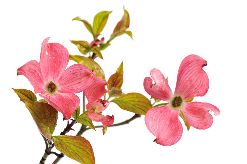 picture of dogwood