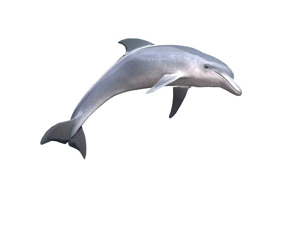 picture of Dolphin