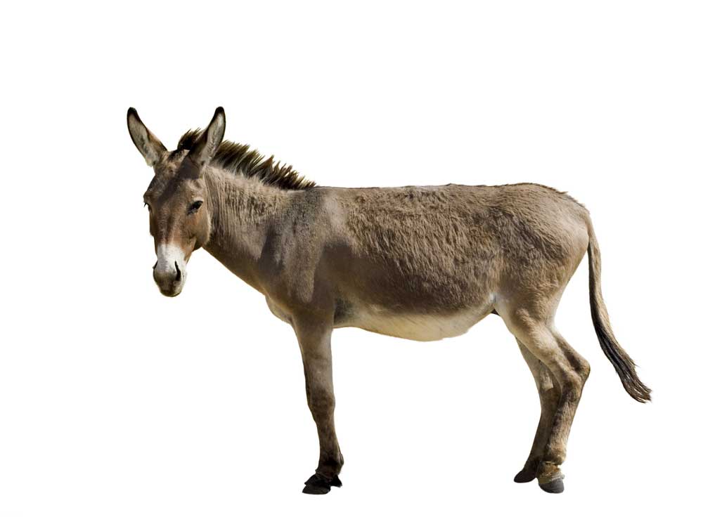 picture of donkey