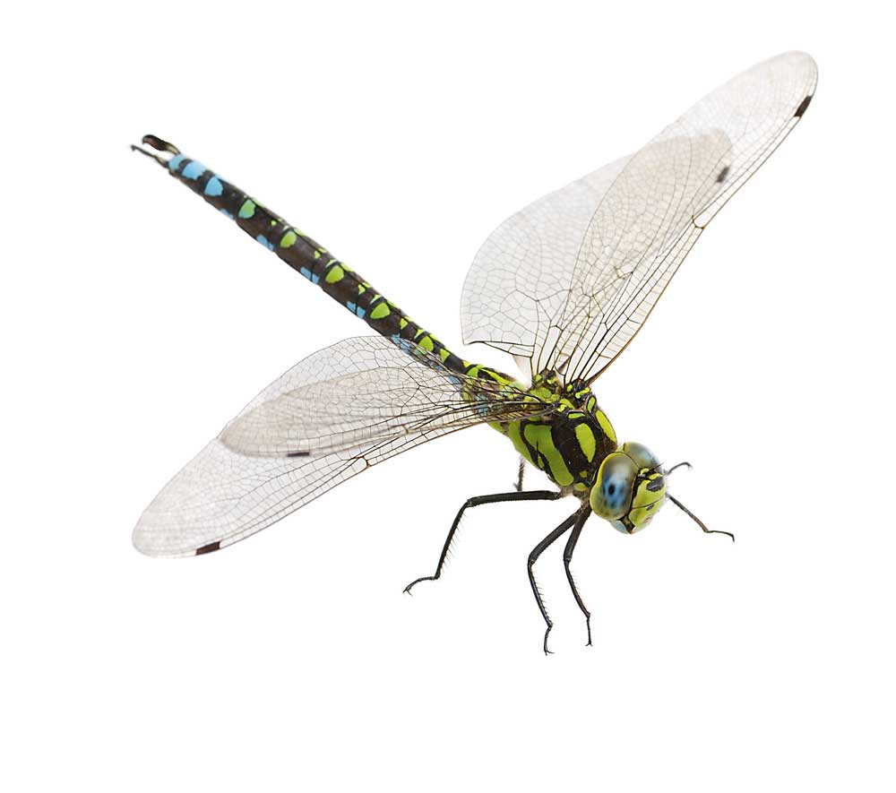 picture of dragonfly