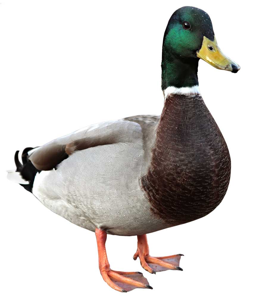 picture of duck