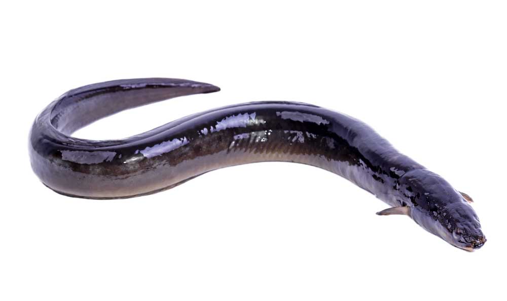 picture of Eel