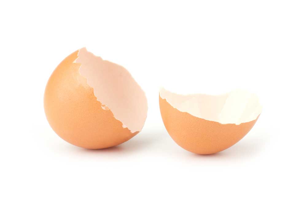 picture of eggshell