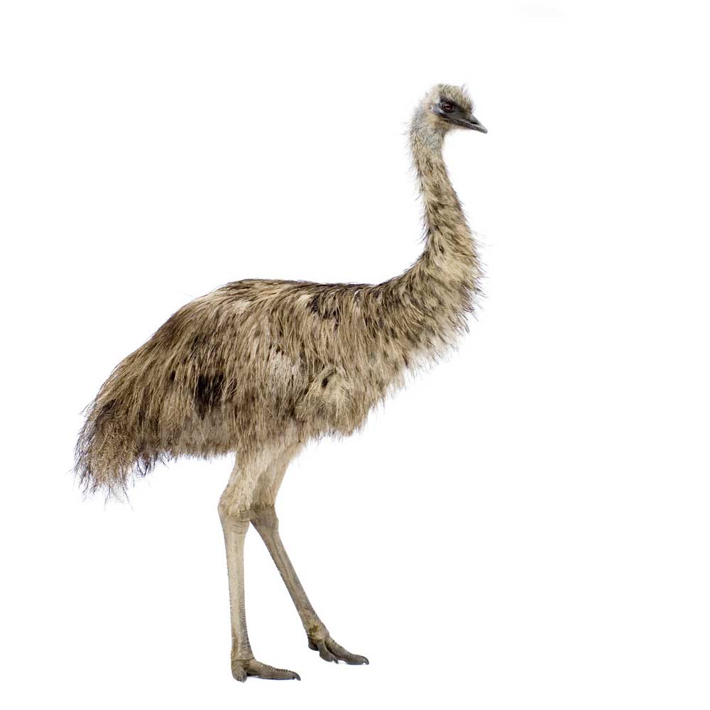 picture of emu