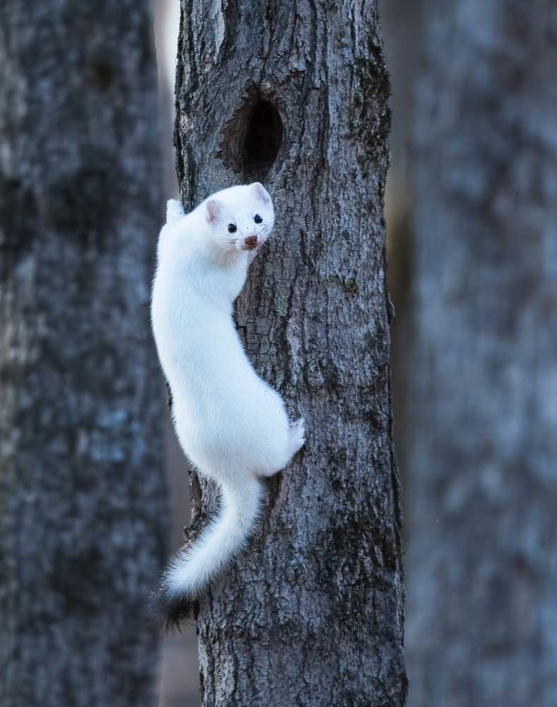 picture of ermine