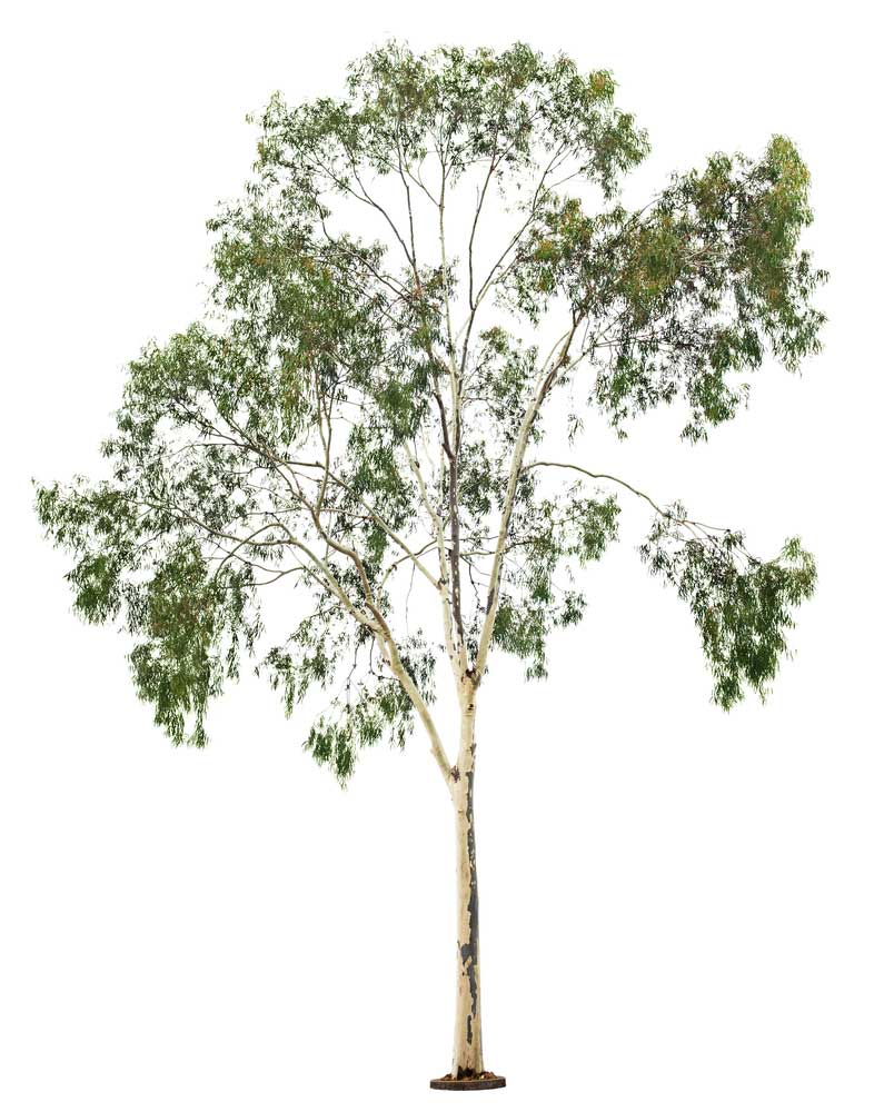 picture of eucalyptus