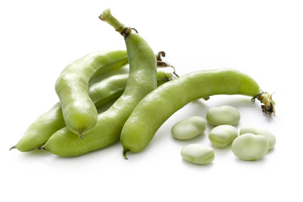 picture of fava-bean