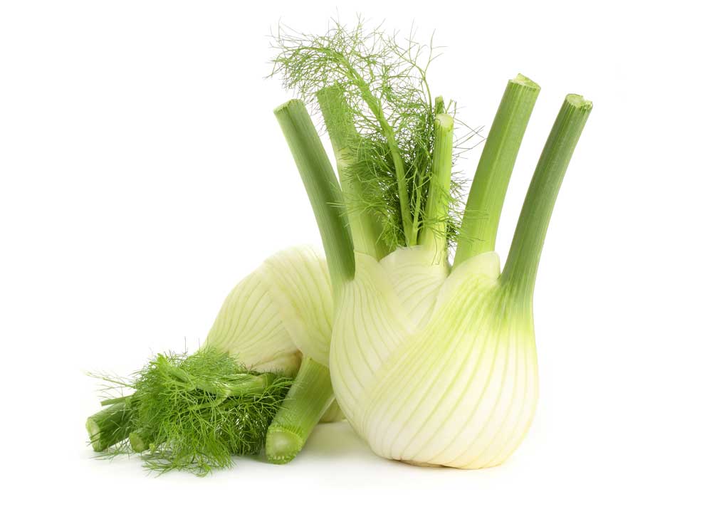 picture of fennel