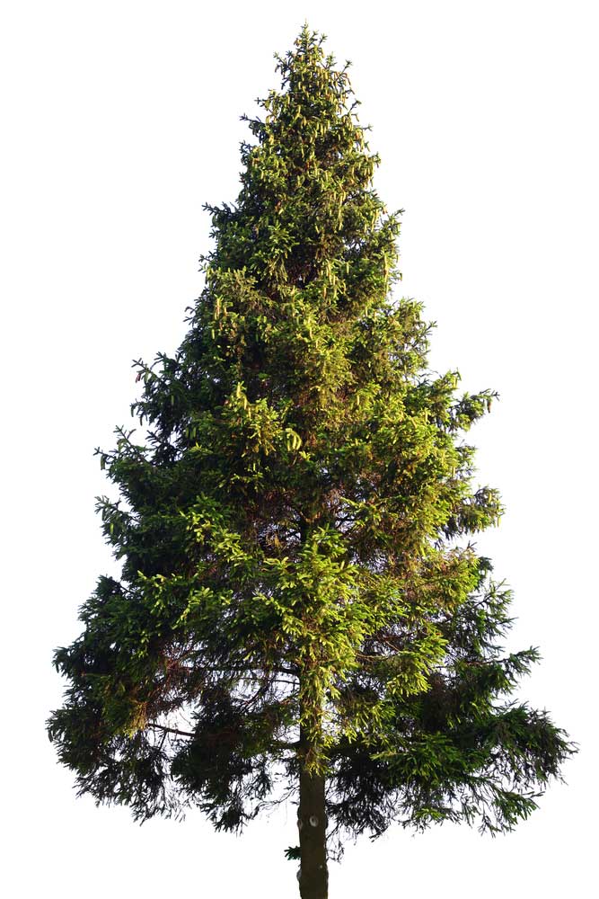 picture of fir