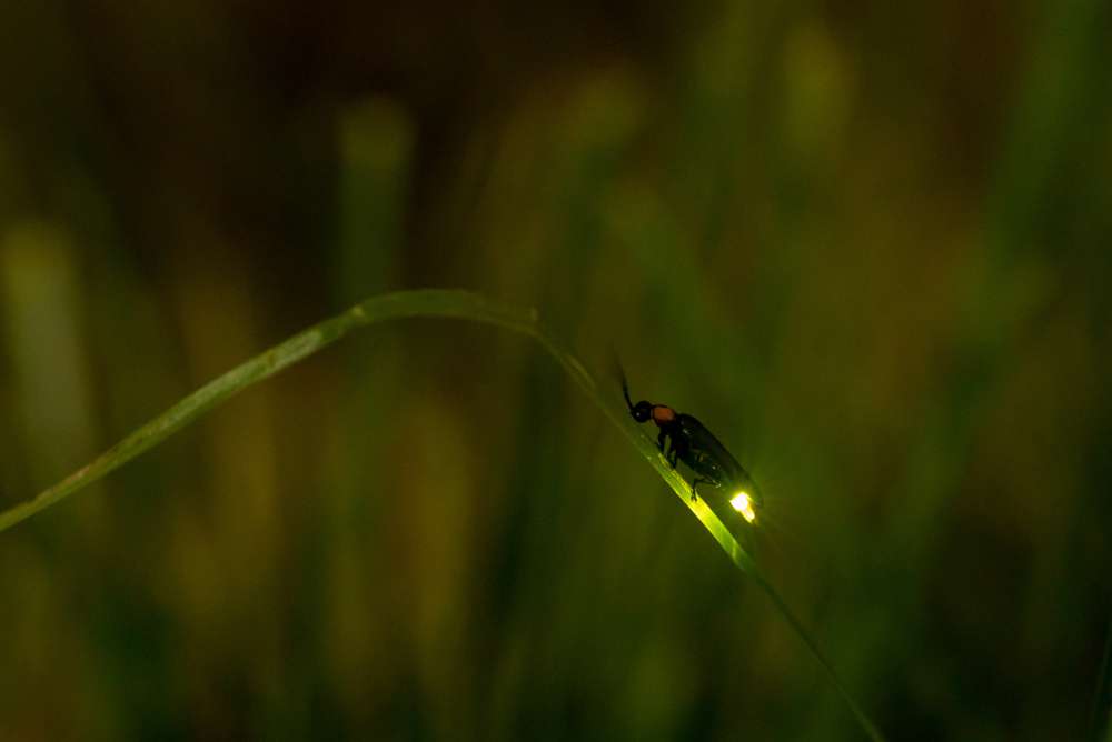 picture of Firefly