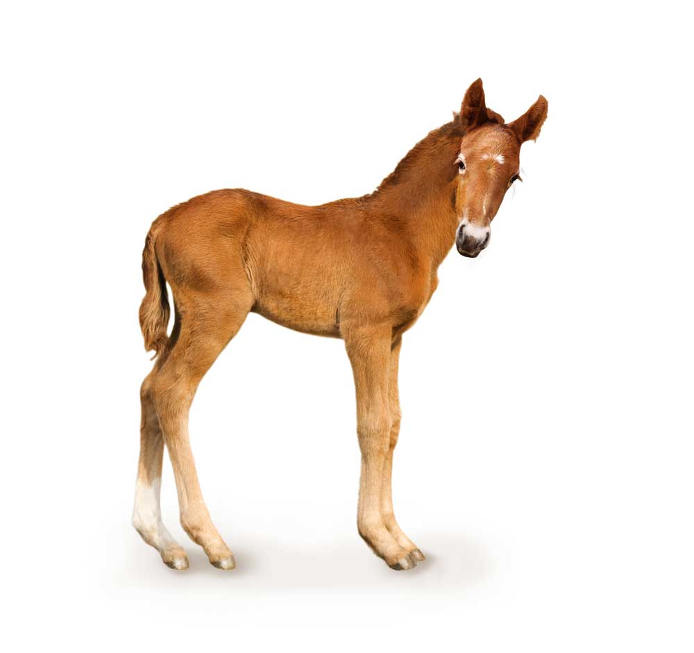 picture of foal