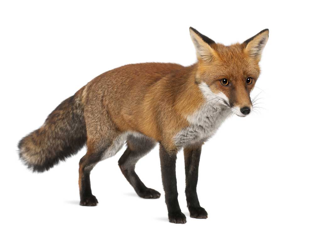 picture of fox