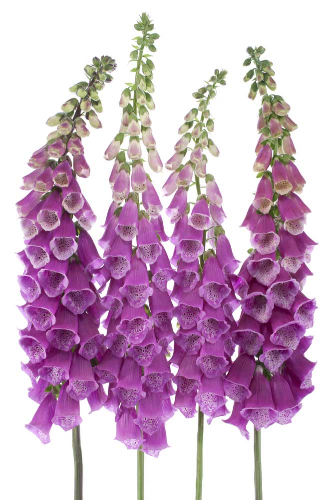 picture of foxglove