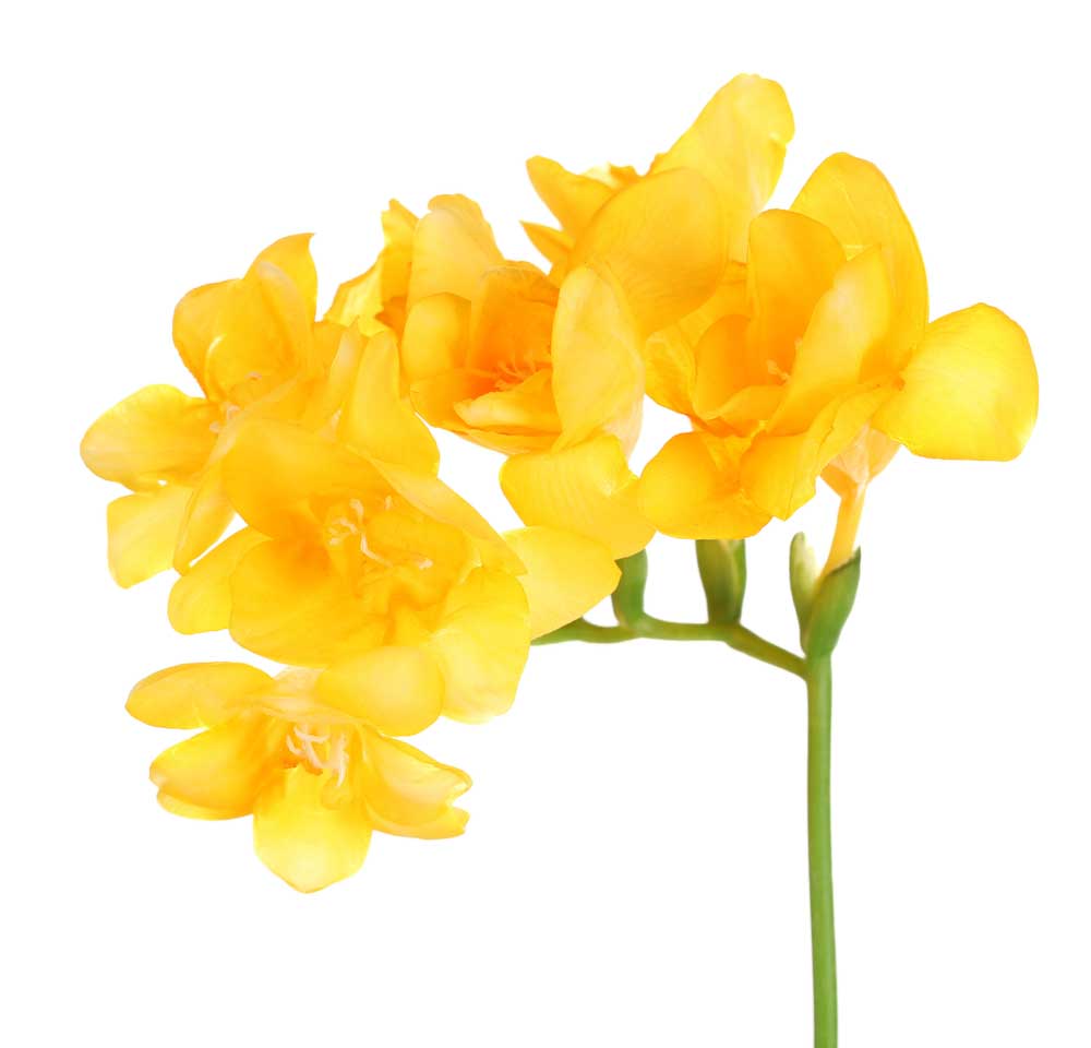 picture of freesia