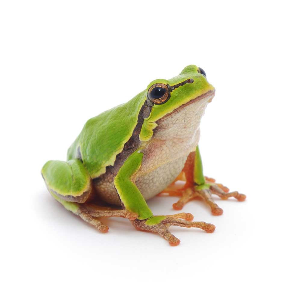 picture of frog