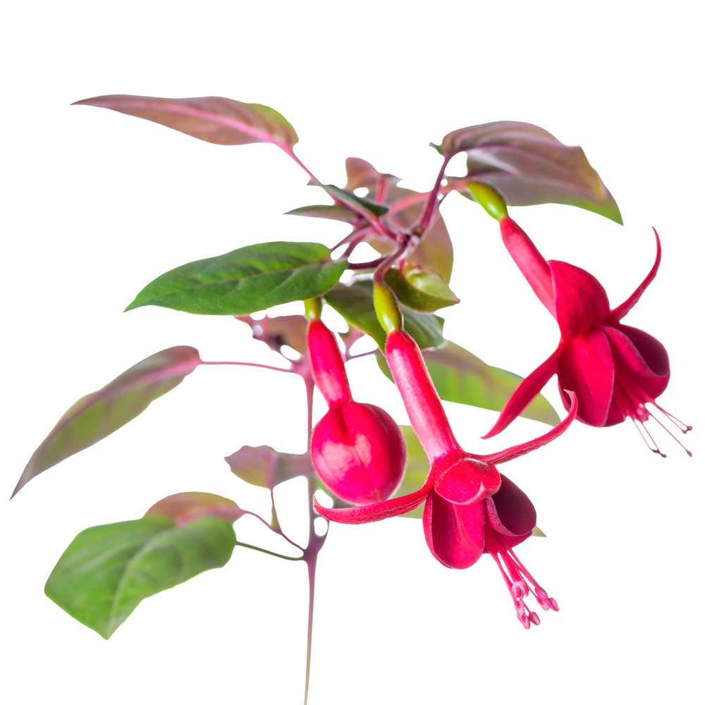 picture of fuchsia