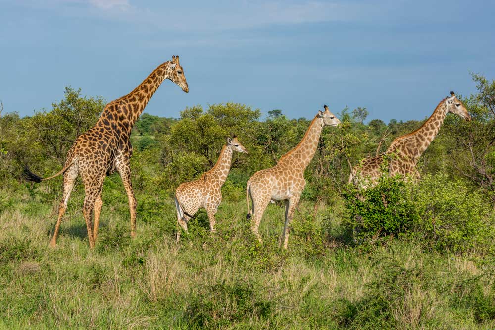 picture of game reserve