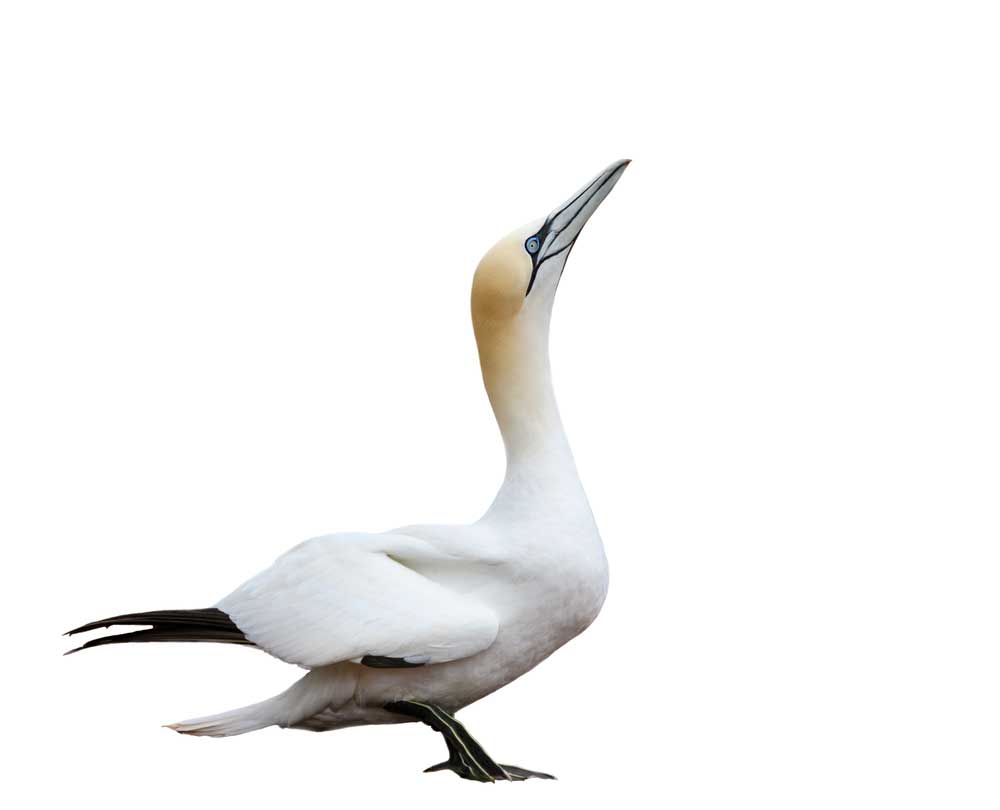 picture of gannet