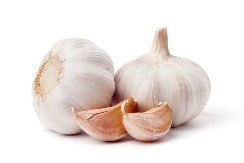 picture of garlic