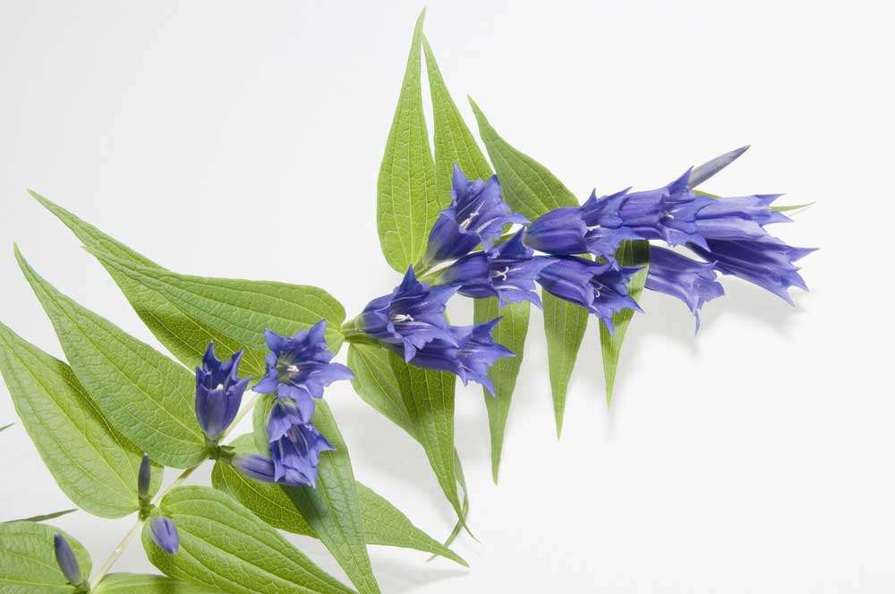 picture of gentian