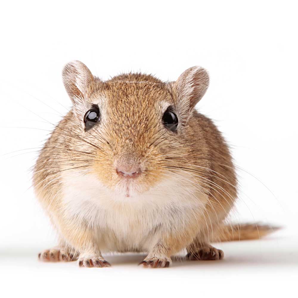 picture of gerbil