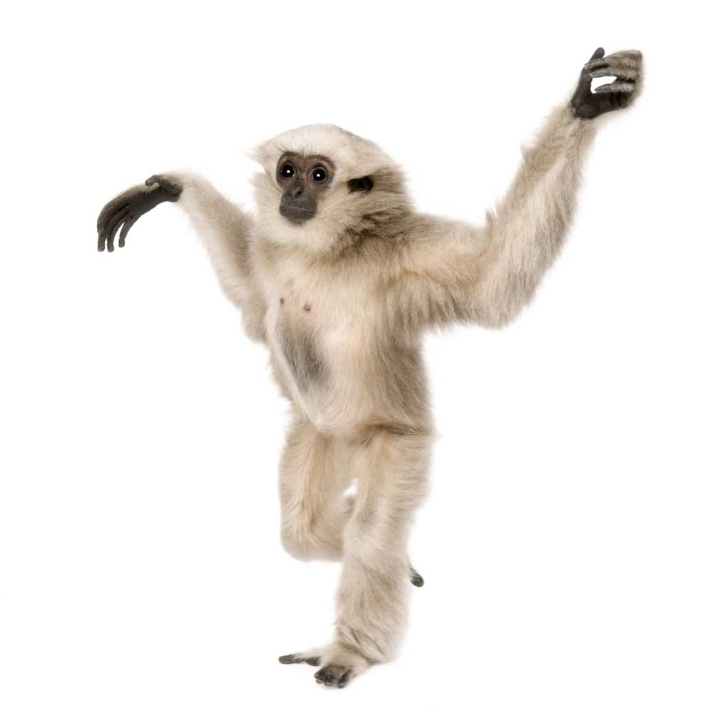 picture of gibbon