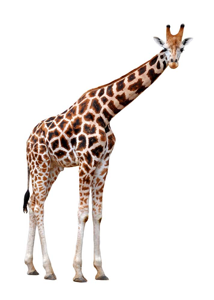 picture of giraffe