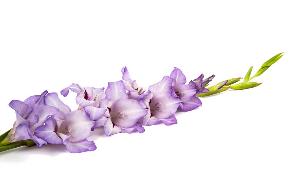 picture of gladiolus