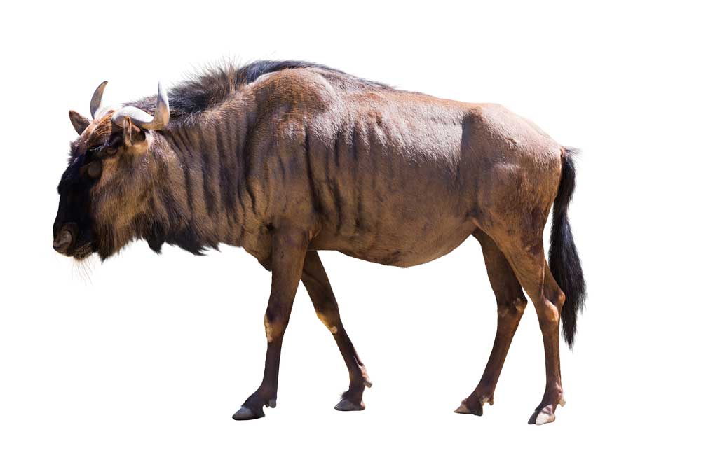 picture of gnu