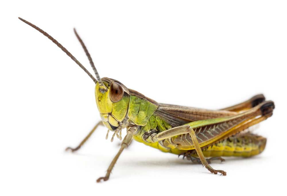 picture of grasshopper