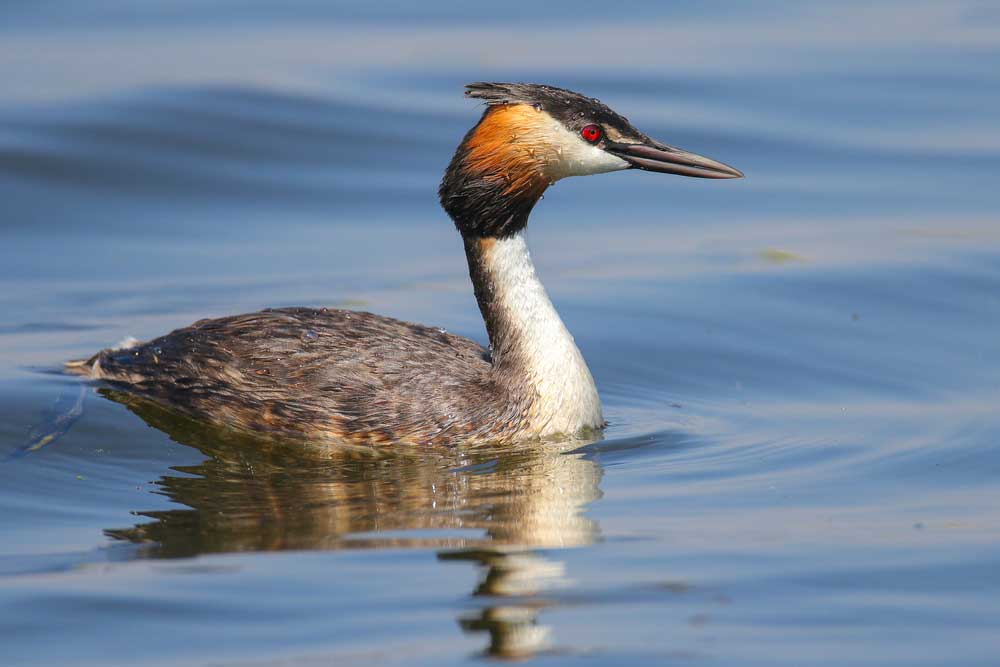 picture of grebe