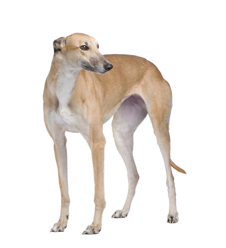 picture of greyhound