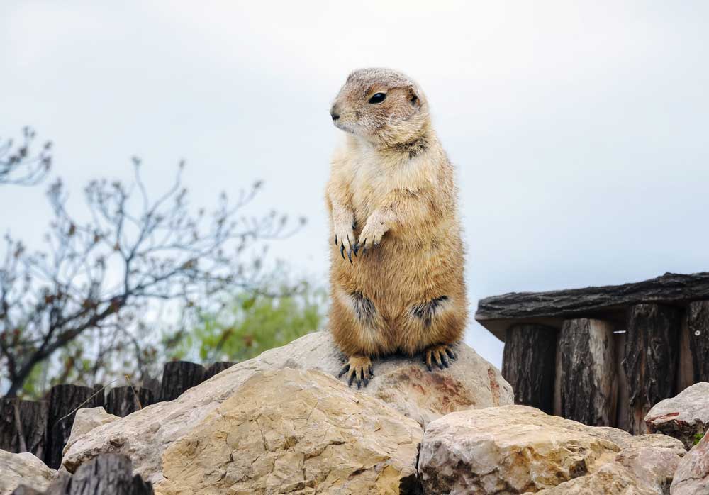 picture of groundhog