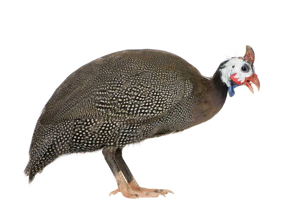 picture of guinea fowl